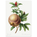 Planche botanique Grenade — Pierre-Joseph Redouté, tirage sans cadre | INKONAL