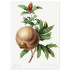 Planche botanique Grenade — Pierre-Joseph Redouté, tirage sans cadre | INKONAL