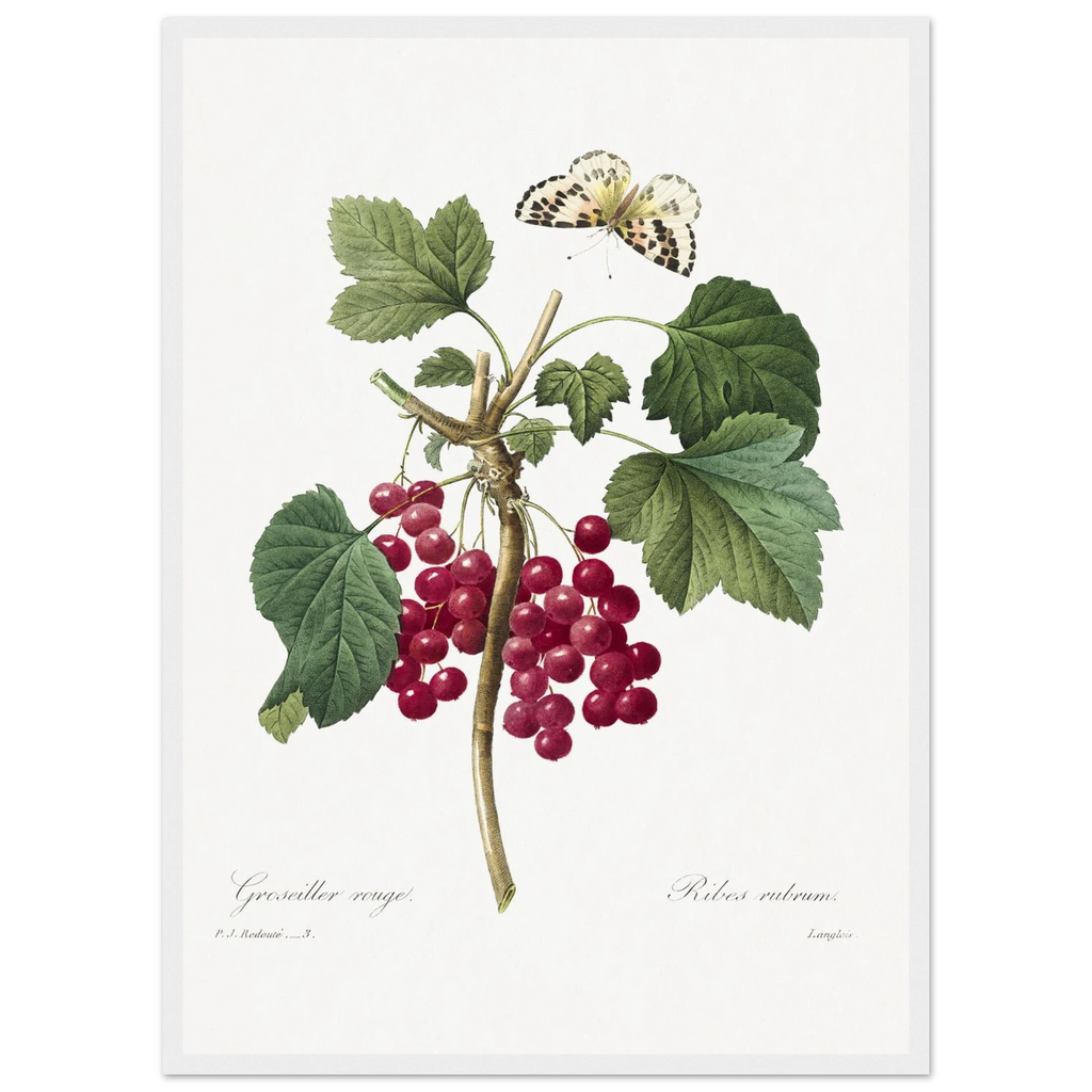 Planche botanique Groseiller rouge — Pierre-Joseph Redouté, tirage cadre blanc | INKONAL