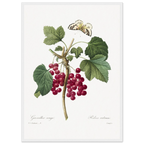 Planche botanique Groseiller rouge — Pierre-Joseph Redouté, tirage cadre blanc | INKONAL