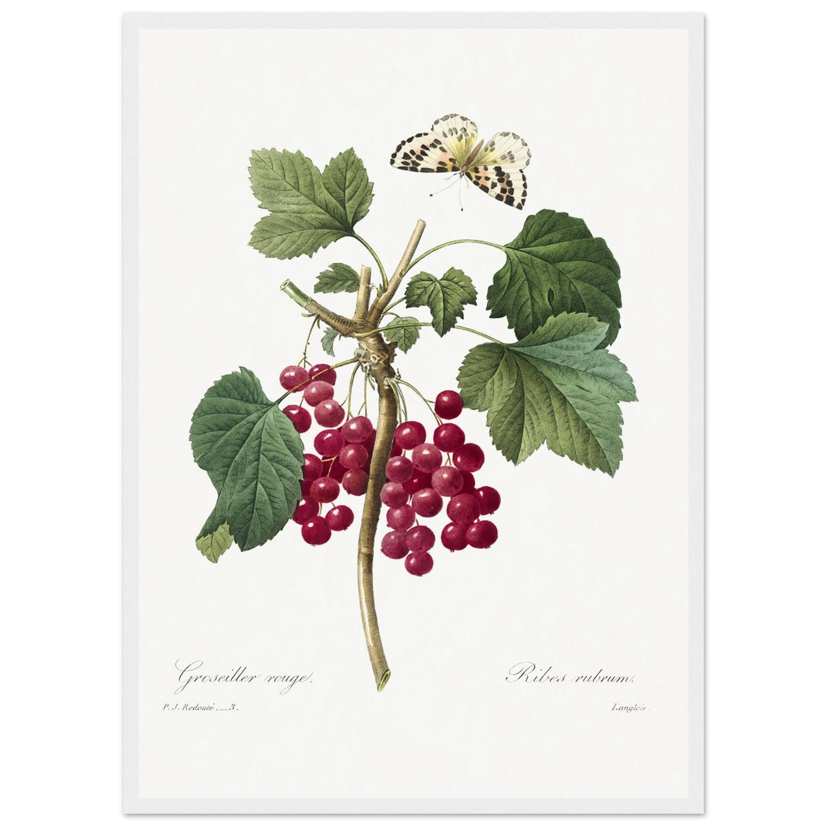 Planche botanique Groseiller rouge — Pierre-Joseph Redouté, tirage cadre blanc | INKONAL