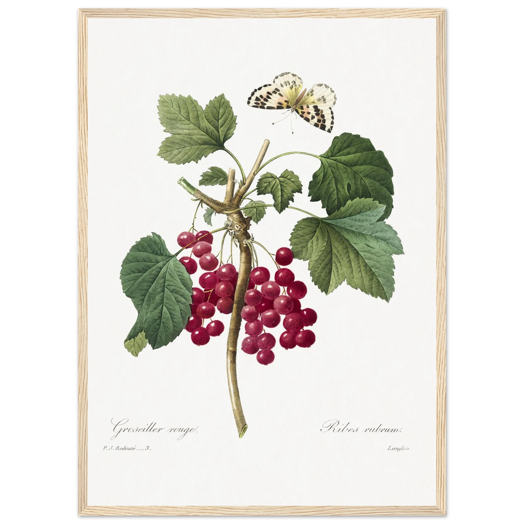Planche botanique Groseiller rouge — Pierre-Joseph Redouté, tirage cadre bois | INKONAL