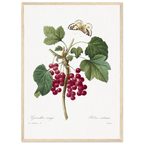 Planche botanique Groseiller rouge — Pierre-Joseph Redouté, tirage cadre bois | INKONAL