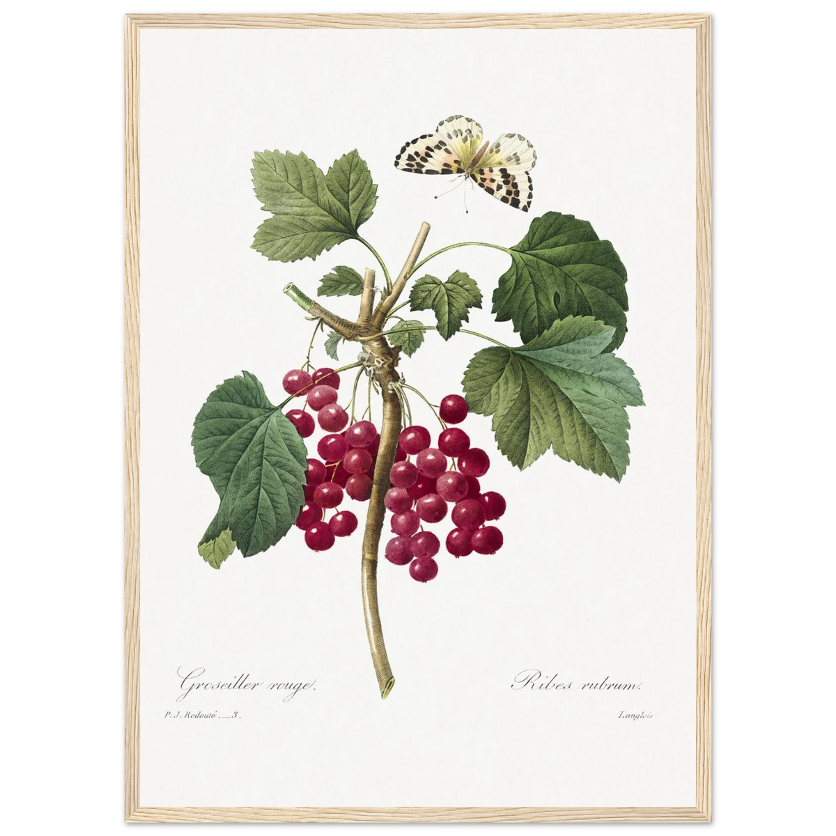 Planche botanique Groseiller rouge — Pierre-Joseph Redouté, tirage cadre bois | INKONAL