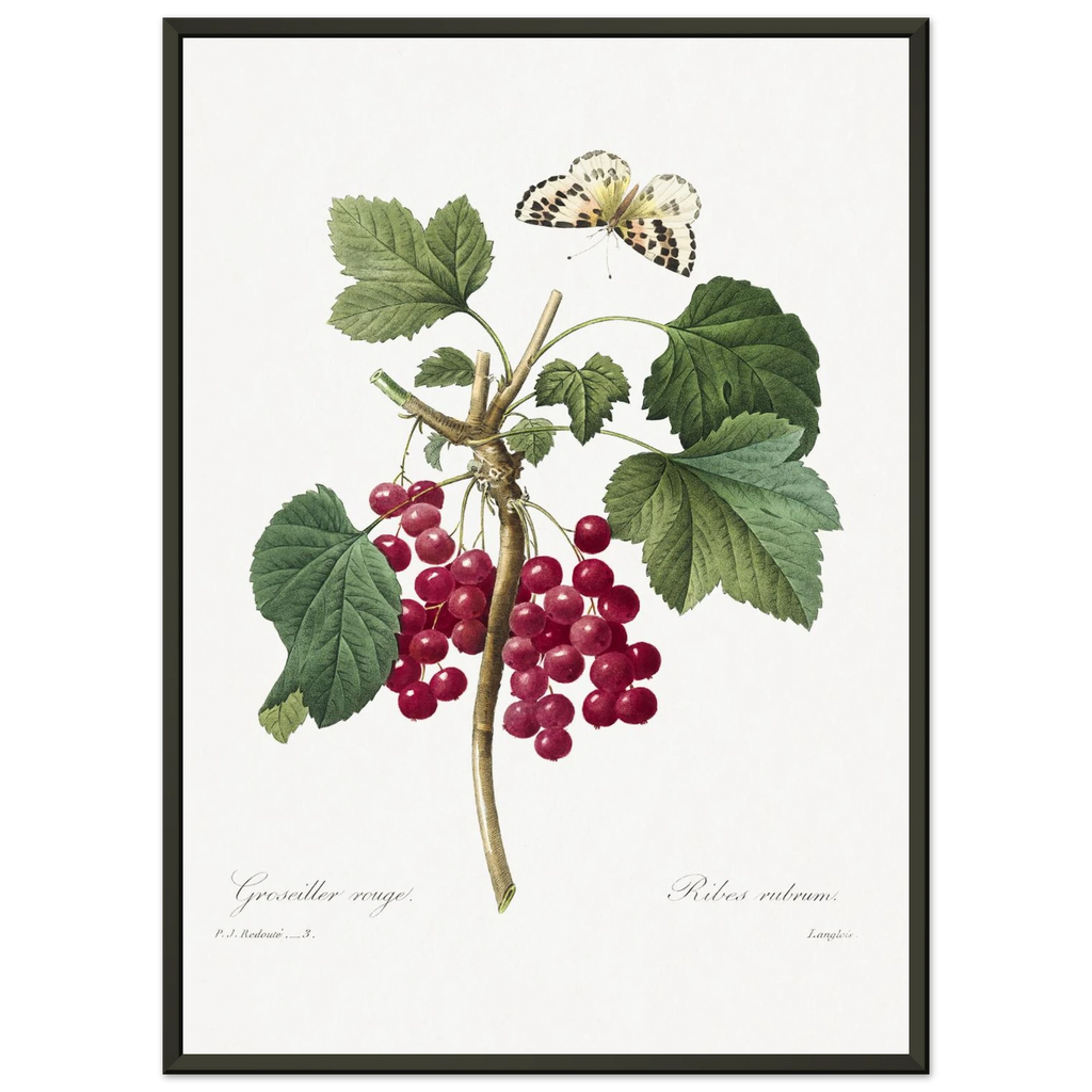Planche botanique Groseiller rouge — Pierre-Joseph Redouté, tirage cadre noir | INKONAL