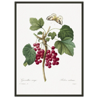 Planche botanique Groseiller rouge — Pierre-Joseph Redouté, tirage cadre noir | INKONAL