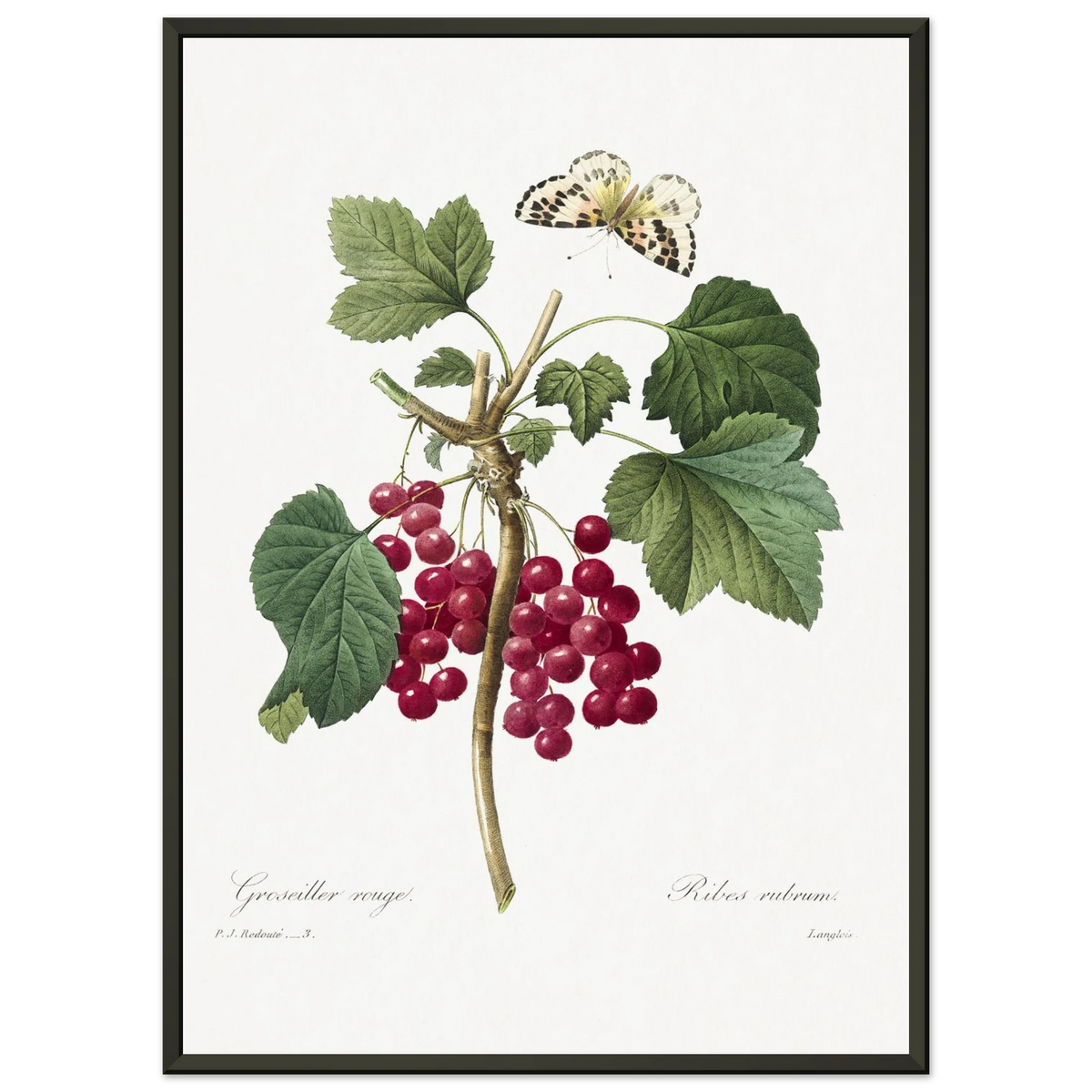 Planche botanique Groseiller rouge — Pierre-Joseph Redouté, tirage cadre noir | INKONAL