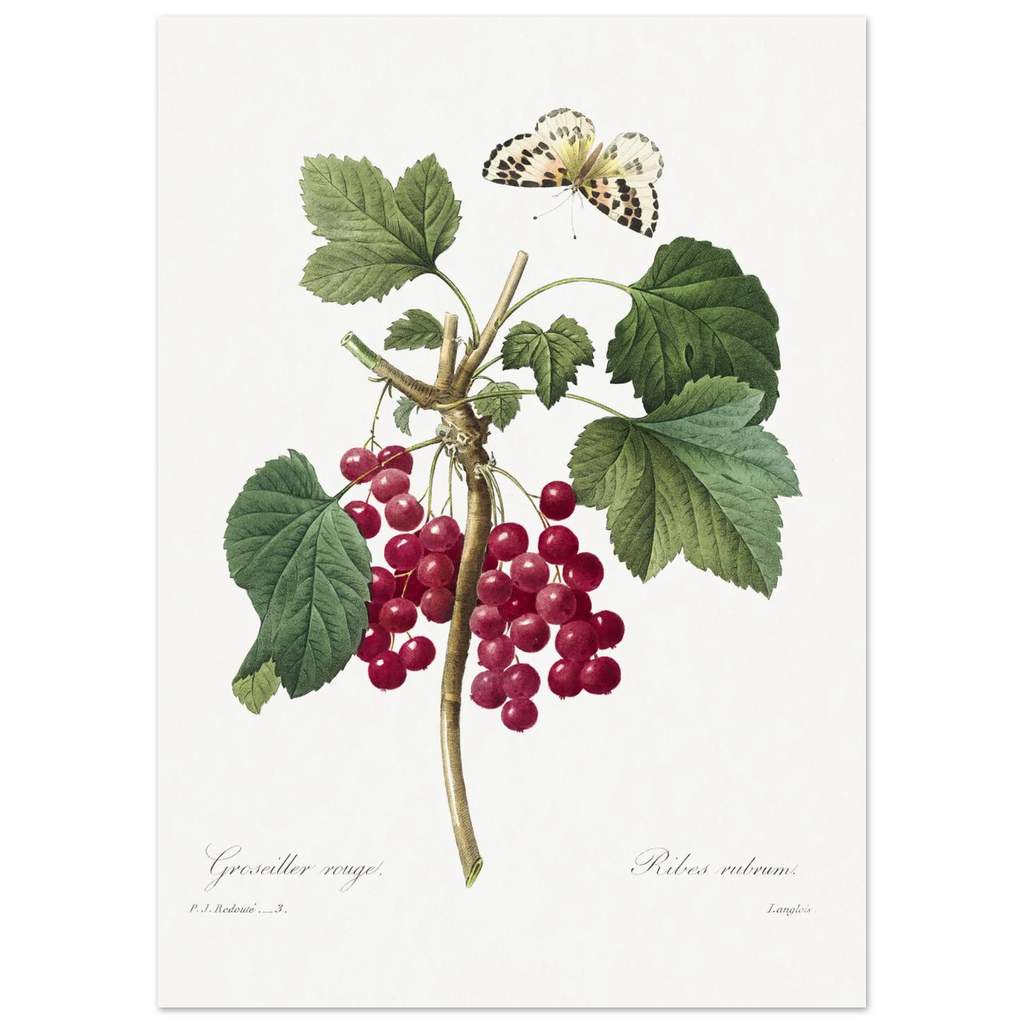 Planche botanique Groseiller rouge — Pierre-Joseph Redouté, tirage sans cadre | INKONAL