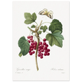 Planche botanique Groseiller rouge — Pierre-Joseph Redouté, tirage sans cadre | INKONAL