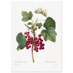 Planche botanique Groseiller rouge — Pierre-Joseph Redouté, tirage sans cadre | INKONAL