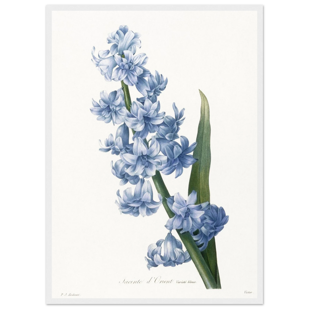 Planche botanique Jacinthe d'Orient bleue — Pierre-Joseph Redouté, tirage cadre blanc | INKONAL