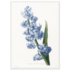 Planche botanique Jacinthe d'Orient bleue — Pierre-Joseph Redouté, tirage cadre blanc | INKONAL