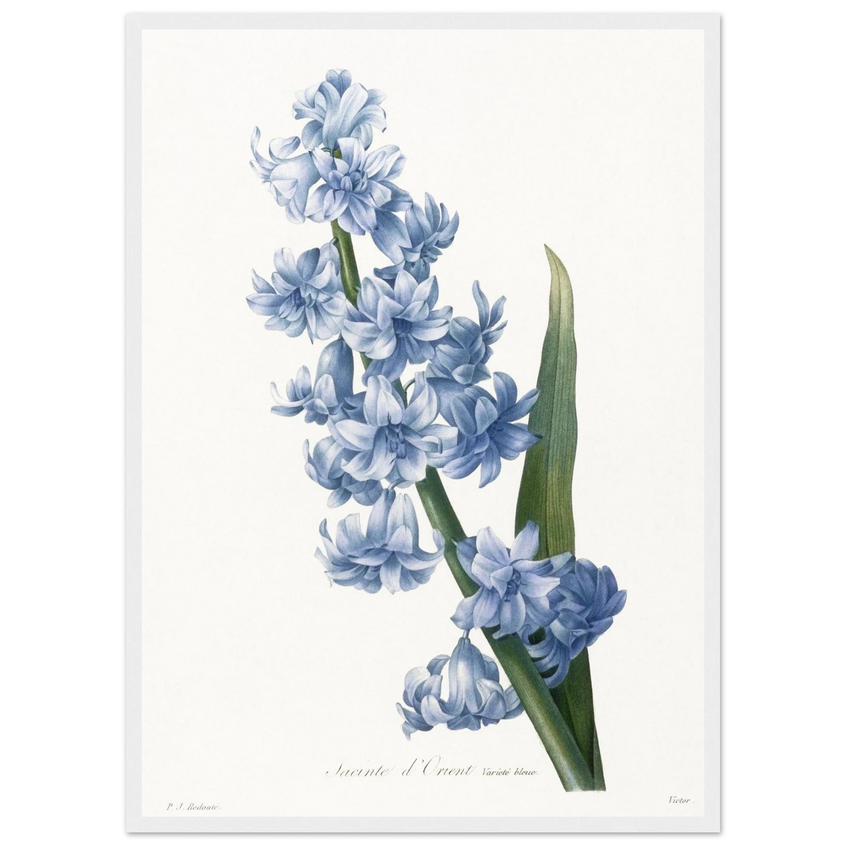 Planche botanique Jacinthe d'Orient bleue — Pierre-Joseph Redouté, tirage cadre blanc | INKONAL