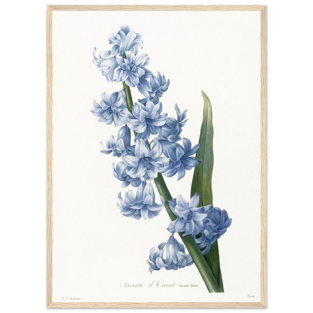 Planche botanique Jacinthe d'Orient bleue — Pierre-Joseph Redouté, tirage cadre bois | INKONAL