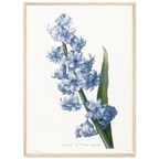 Planche botanique Jacinthe d'Orient bleue — Pierre-Joseph Redouté, tirage cadre bois | INKONAL