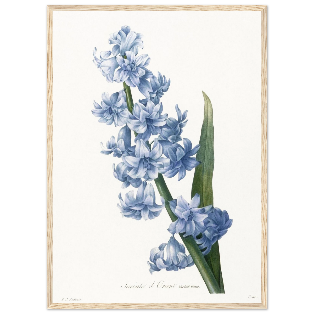 Planche botanique Jacinthe d'Orient bleue — Pierre-Joseph Redouté, tirage cadre bois | INKONAL