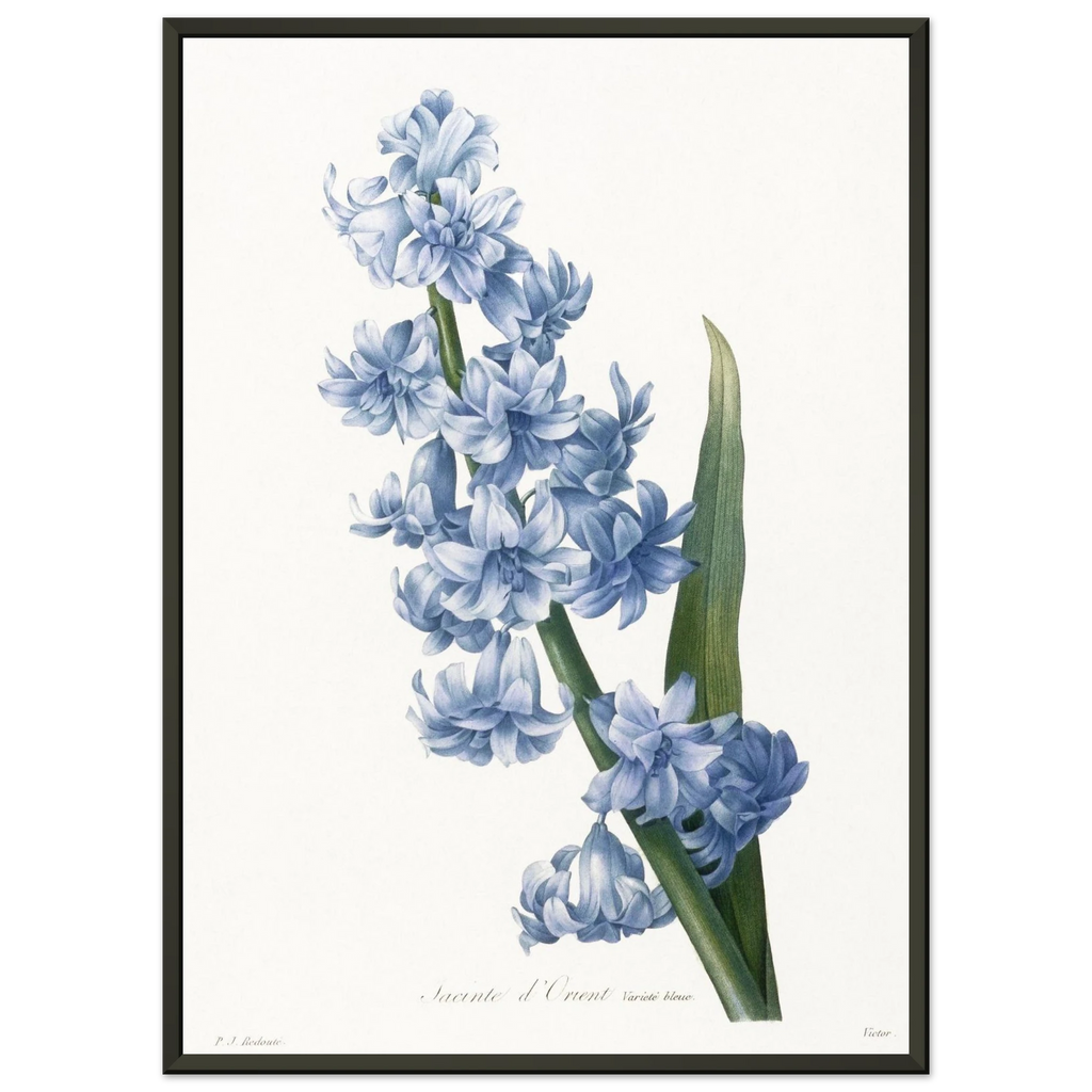 Planche botanique Jacinthe d'Orient bleue — Pierre-Joseph Redouté, tirage cadre noir | INKONAL