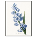 Planche botanique Jacinthe d'Orient bleue — Pierre-Joseph Redouté, tirage cadre noir | INKONAL