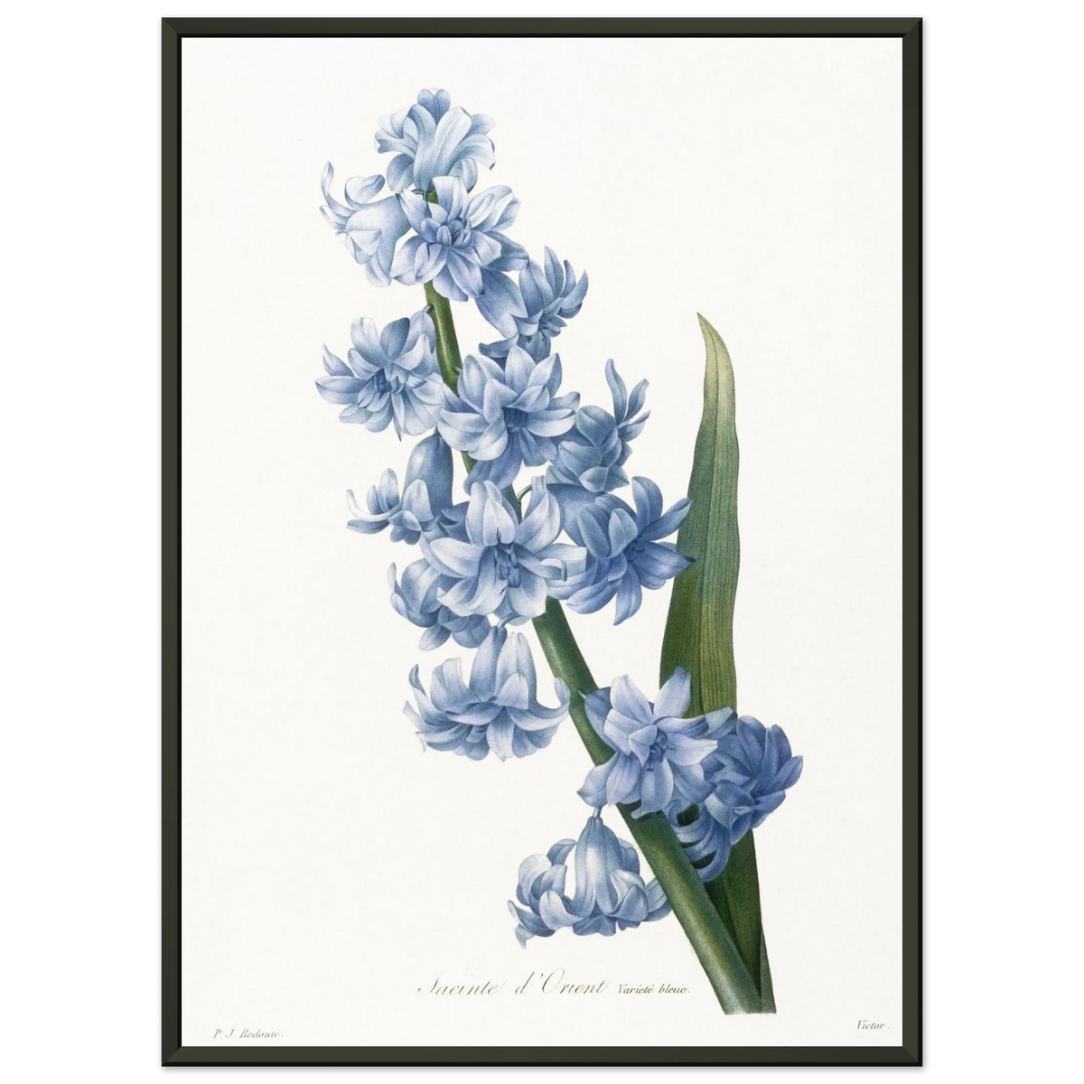 Planche botanique Jacinthe d'Orient bleue — Pierre-Joseph Redouté, tirage cadre noir | INKONAL