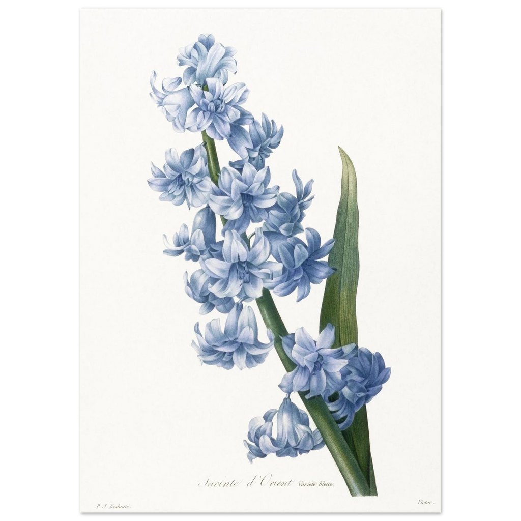 Planche botanique Jacinthe d'Orient bleue — Pierre-Joseph Redouté, tirage sans cadre | INKONAL