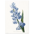 Planche botanique Jacinthe d'Orient bleue — Pierre-Joseph Redouté, tirage sans cadre | INKONAL