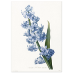 Planche botanique Jacinthe d'Orient bleue — Pierre-Joseph Redouté, tirage sans cadre | INKONAL