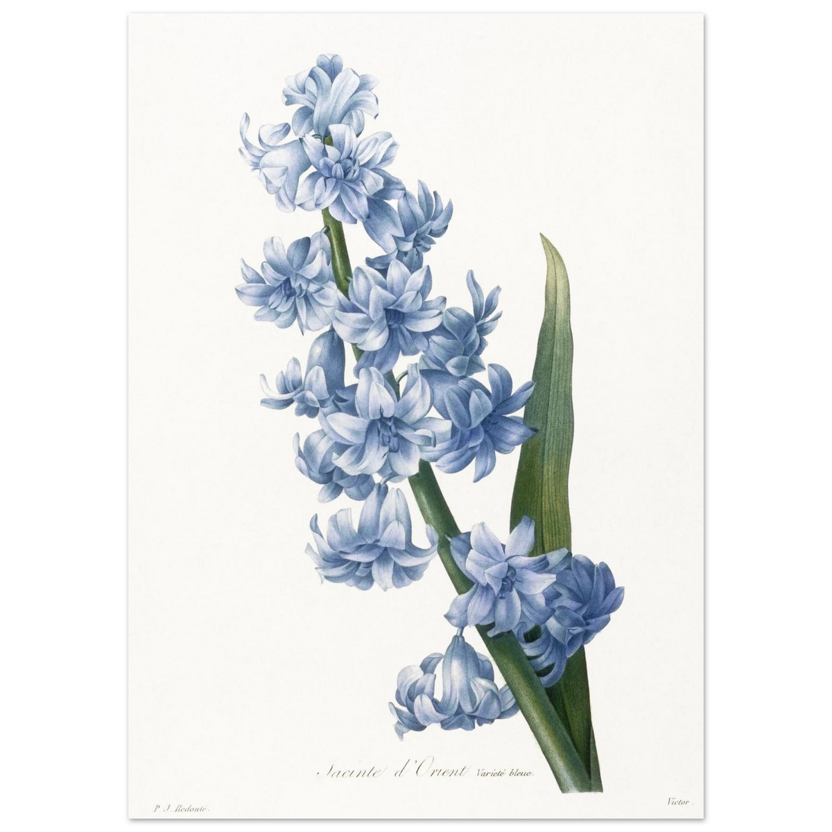 Planche botanique Jacinthe d'Orient bleue — Pierre-Joseph Redouté, tirage sans cadre | INKONAL