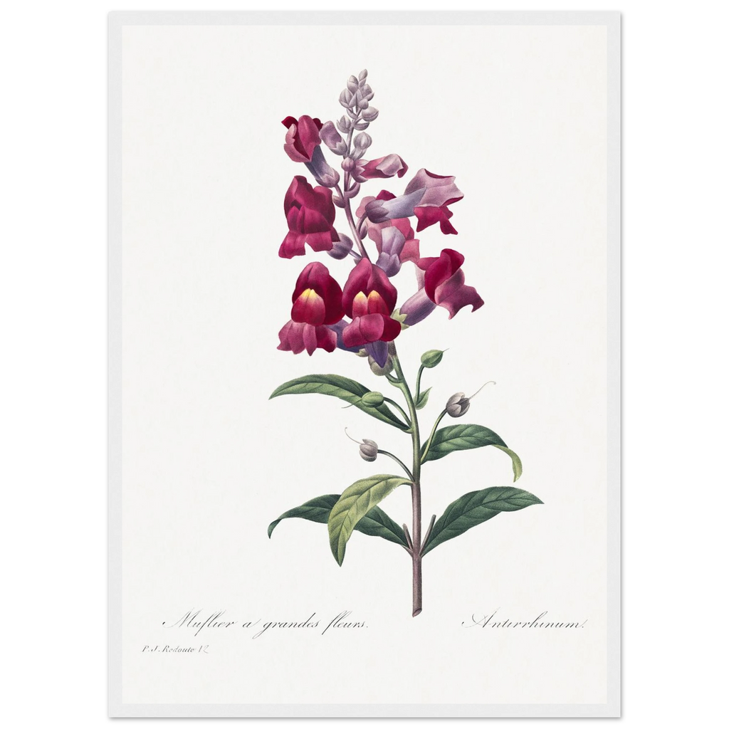 Planche botanique Muflier à grandes fleurs — Pierre-Joseph Redouté, tirage cadre blanc | INKONAL