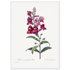 Planche botanique Muflier à grandes fleurs — Pierre-Joseph Redouté, tirage cadre blanc | INKONAL