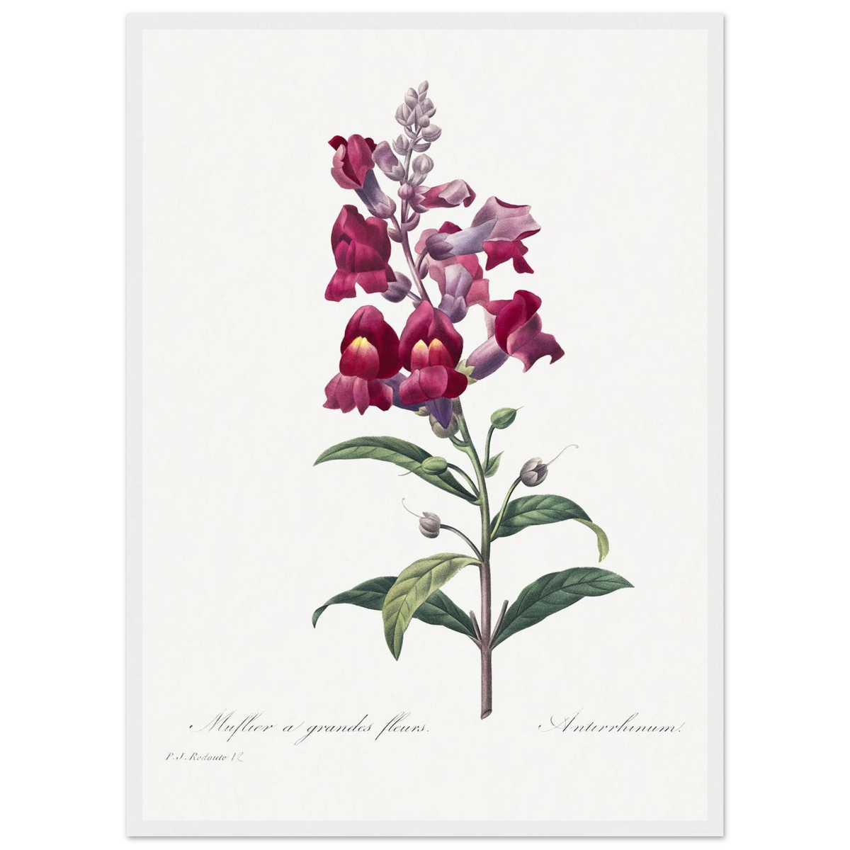 Planche botanique Muflier à grandes fleurs — Pierre-Joseph Redouté, tirage cadre blanc | INKONAL