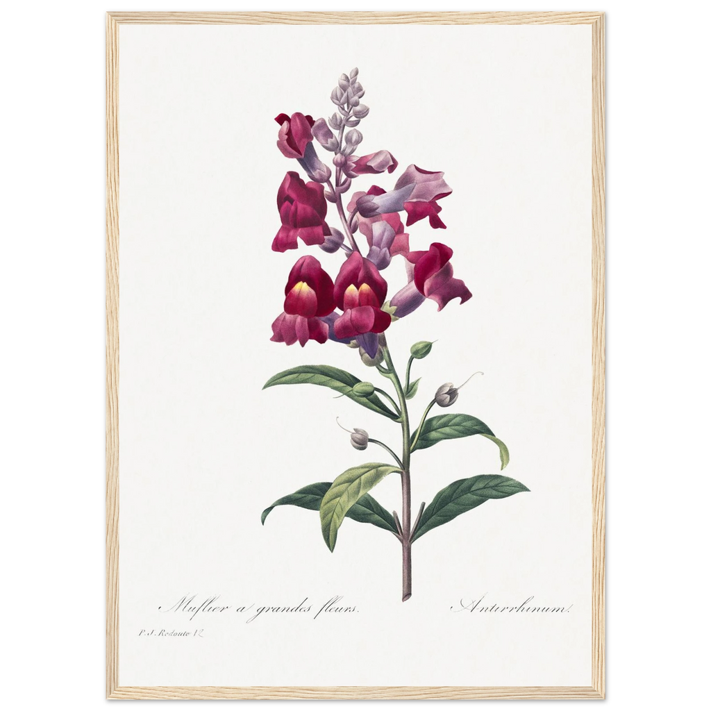 Planche botanique Muflier à grandes fleurs — Pierre-Joseph Redouté, tirage cadre bois | INKONAL