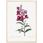 Planche botanique Muflier à grandes fleurs — Pierre-Joseph Redouté, tirage cadre bois | INKONAL