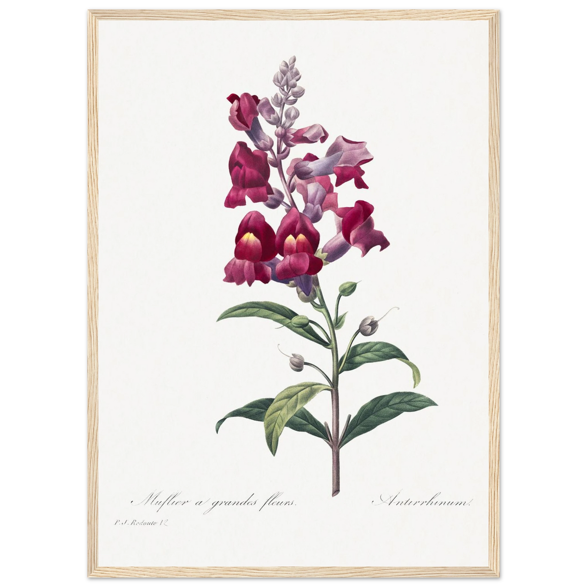 Planche botanique Muflier à grandes fleurs — Pierre-Joseph Redouté, tirage cadre bois | INKONAL