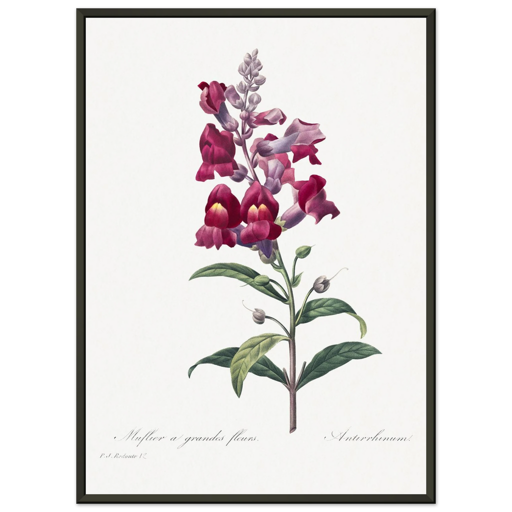 Planche botanique Muflier à grandes fleurs — Pierre-Joseph Redouté, tirage cadre noir | INKONAL