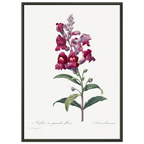 Planche botanique Muflier à grandes fleurs — Pierre-Joseph Redouté, tirage cadre noir | INKONAL