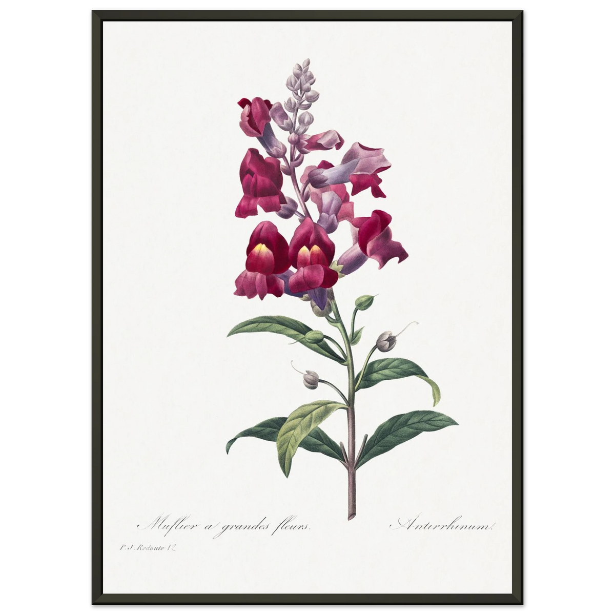 Planche botanique Muflier à grandes fleurs — Pierre-Joseph Redouté, tirage cadre noir | INKONAL