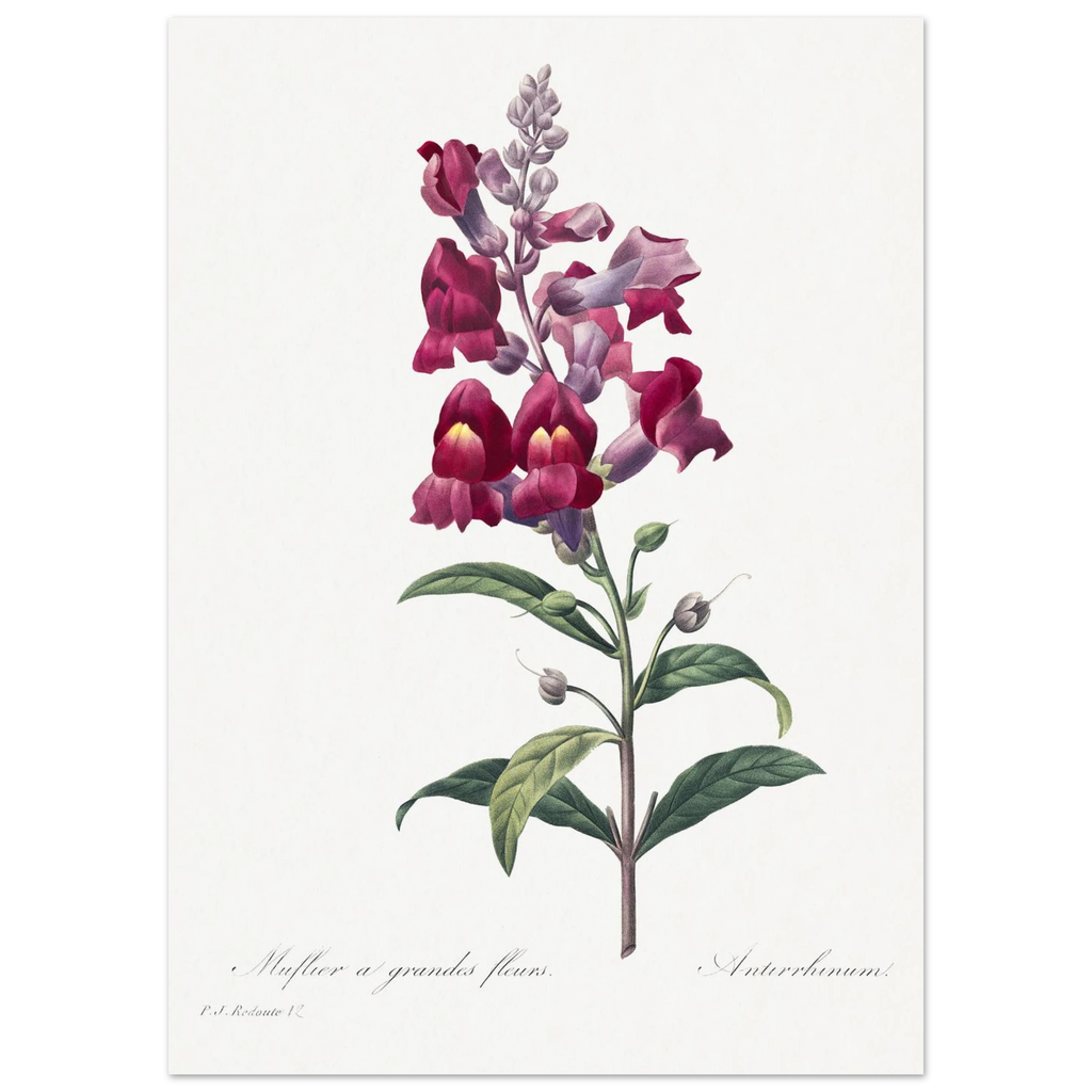 Planche botanique Muflier à grandes fleurs — Pierre-Joseph Redouté, tirage sans cadre | INKONAL