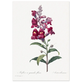Planche botanique Muflier à grandes fleurs — Pierre-Joseph Redouté, tirage sans cadre | INKONAL