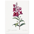 Planche botanique Muflier à grandes fleurs — Pierre-Joseph Redouté, tirage sans cadre | INKONAL