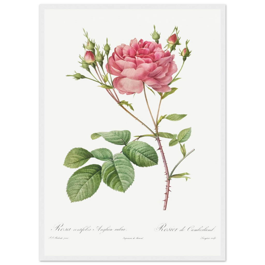 Planche botanique Rosier de Cumberland — Pierre-Joseph Redouté, tirage cadre blanc | INKONAL
