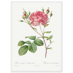 Planche botanique Rosier de Cumberland — Pierre-Joseph Redouté, tirage cadre blanc | INKONAL
