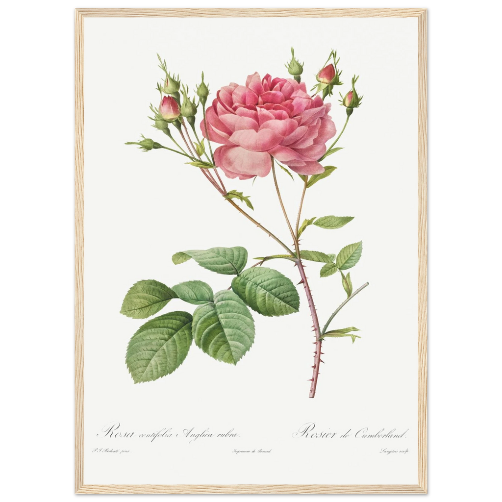 Planche botanique Rosier de Cumberland — Pierre-Joseph Redouté, tirage cadre bois | INKONAL