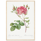 Planche botanique Rosier de Cumberland — Pierre-Joseph Redouté, tirage cadre bois | INKONAL