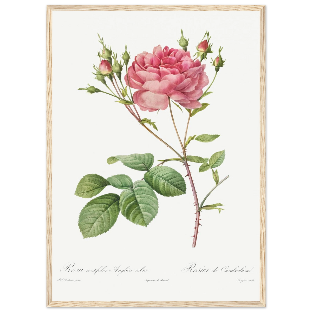 Planche botanique Rosier de Cumberland — Pierre-Joseph Redouté, tirage cadre bois | INKONAL