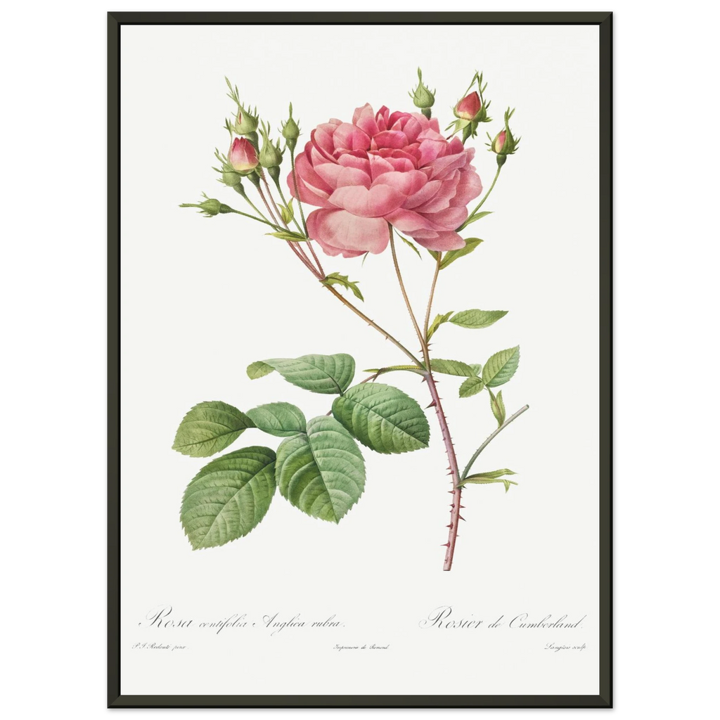 Planche botanique Rosier de Cumberland — Pierre-Joseph Redouté, tirage cadre noir | INKONAL