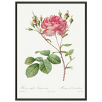 Planche botanique Rosier de Cumberland — Pierre-Joseph Redouté, tirage cadre noir | INKONAL
