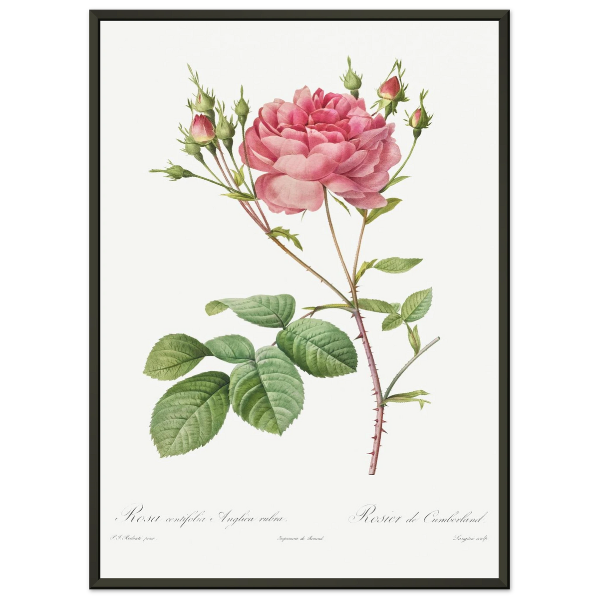 Planche botanique Rosier de Cumberland — Pierre-Joseph Redouté, tirage cadre noir | INKONAL