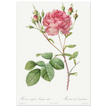 Planche botanique Rosier de Cumberland — Pierre-Joseph Redouté, tirage sans cadre | INKONAL