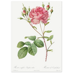 Planche botanique Rosier de Cumberland — Pierre-Joseph Redouté, tirage sans cadre | INKONAL