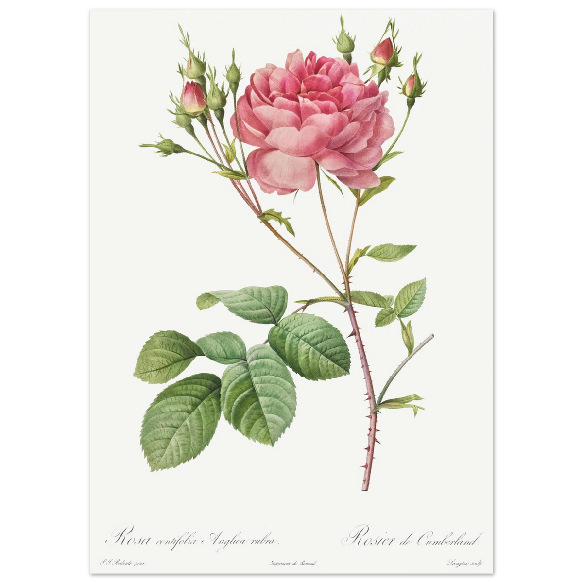 Planche botanique Rosier de Cumberland — Pierre-Joseph Redouté, tirage sans cadre | INKONAL